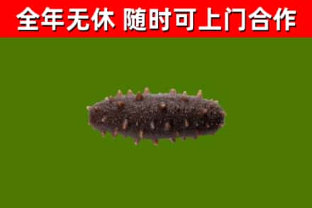 亳州烟酒回收干海参.jpg
